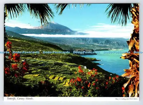 D337863 Teneriffa. Kanarischen Inseln. John Hinde. Padane. Perez Zamora. E. Ludwig