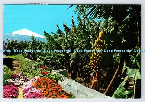 D337866 Teneriffa. Bananen und der Teide. Anibarro