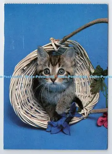 D337887 graues Tigerkätzchen im Korb. Bild perfekt. USA. Katzenbuch. Magna Buch