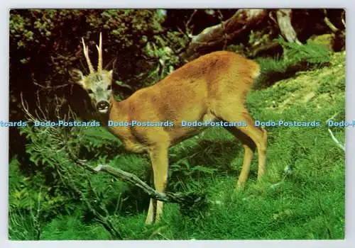 D337983 Ein gesundes junges Bockreh. Gesehen im Highland Wildlife Park. Kincr