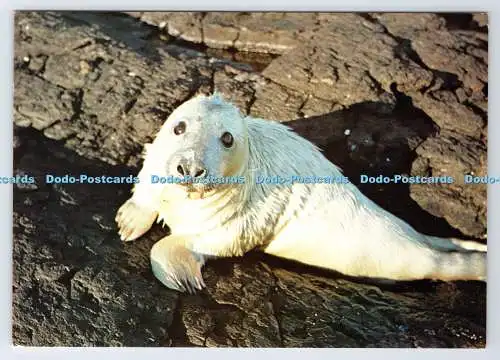 D337987 A Young Seal. J. Arthur Dixon. M. G. Sutton