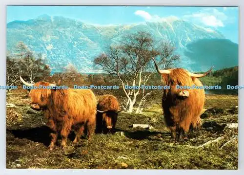 D337989 Der winterharte Langhaarige. Hochlandrinder grasen unter den Hängen von Liath