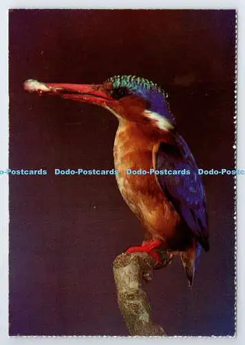 D339977 Südafrika. Vögel. Malachit Eisvogel. Constantia Grüße. L. Von