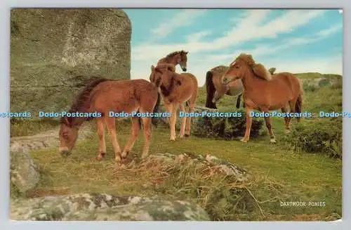 R780518 Dartmoor Ponys. J. Salmon. Sevenoaks