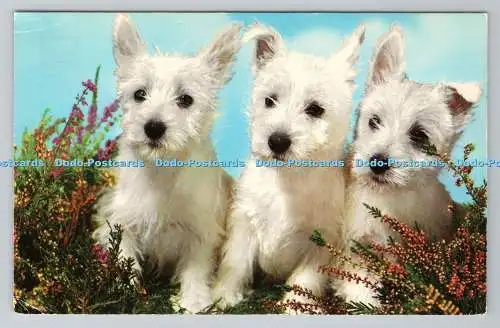 R780568 Drei Hunde. Fotopräzision. Colourmaster International