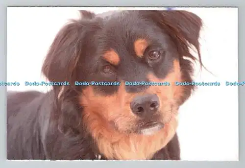 R780834 Hund. Whitechapel Way