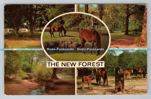 R780849 The New Forest. J. Salmon. Sevenoaks. Multi View