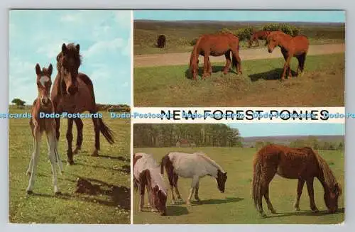 R780856 New Forest Ponys. J. Salmon. Sevenoaks. Multi View