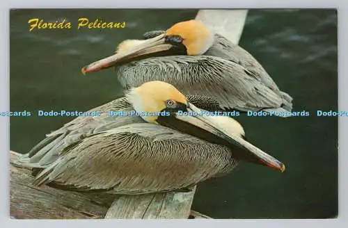R780919 Florida Pelikane. Oft als Fliegerkoffer bezeichnet. Florida Natural Col
