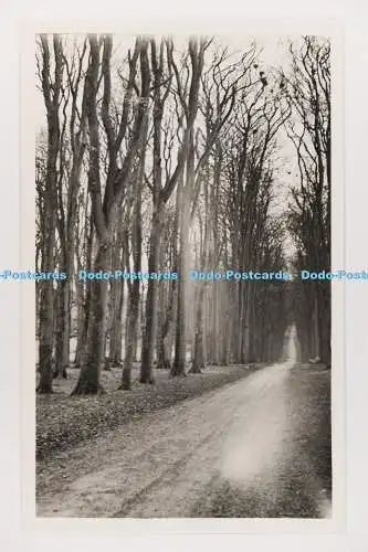 C029015 Straße im Wald. L. T. K. Postkarte