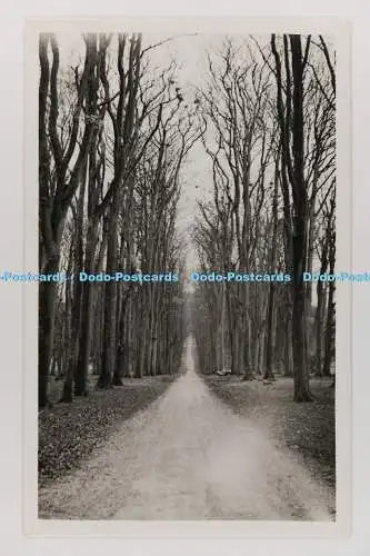 C029016 Straße im Wald. L. T. K. Postkarte