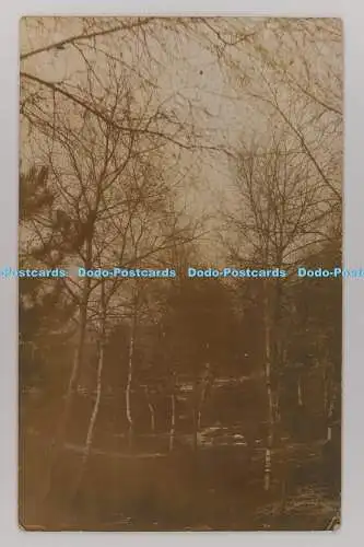C029018 Im Wald. PM. Norwich. 1908