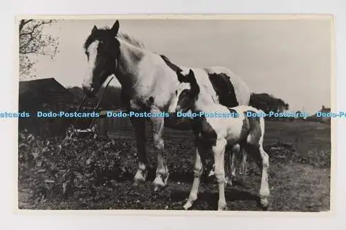 C029098 Zwei Pferde. Altes Foto