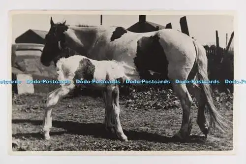 C029100 Zwei Pferde. Altes Foto