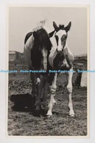 C029103 Zwei Pferde. Altes Foto