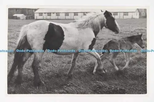 C029104 Zwei Pferde. Altes Foto
