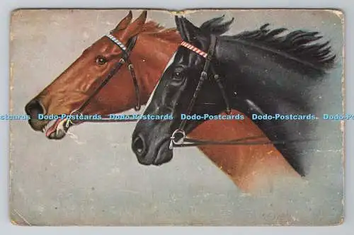 R781234 braunes und schwarzes Pferd. T. S. N. Serie. 2025