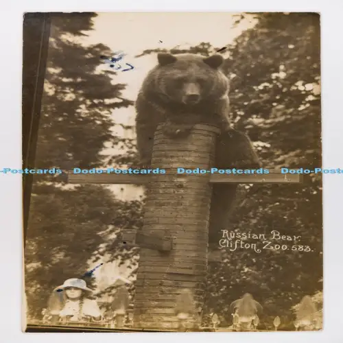 C029917 Clifton Zoo Russian Bear Viner RP