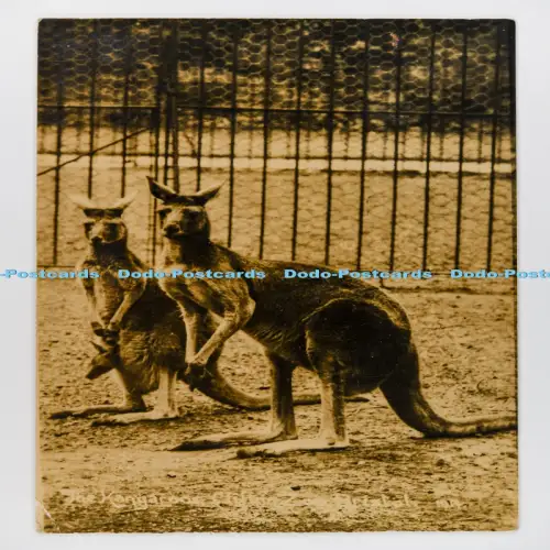 C029918 Bristol Clifton Zoo Kangaroos Viner RP