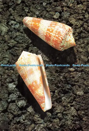 D276338 Rare Shells Conus Thomae Gmelin A Rare Species of Cone Shell from Indone