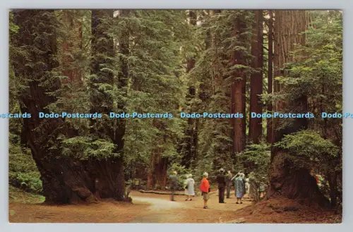 R783538 Schöne Konzentration Mammutbaum Sempervirens Dexter Presse David Muenc