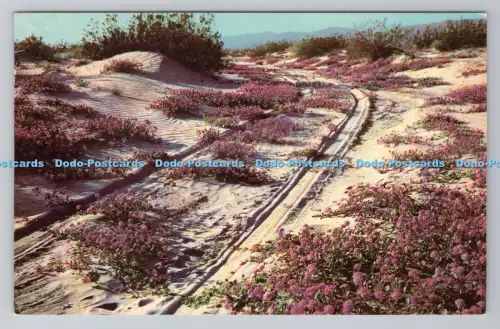 R783539 Sandverbenas Blooming on the Desert Desert Seens Curteichcolor