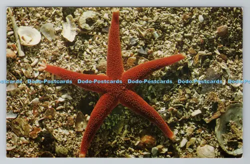 R783801 Britain Sea Shore Starfish J Salmon Sevenoaks