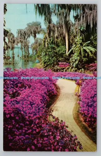 R791936 Down Azalea Lane at Florida Beautiful Cypress Gardens Florida State Seri