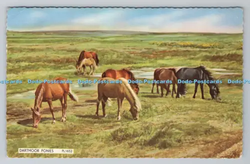 R792427 Dartmoor Ponys PM Seaton