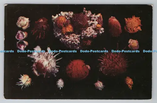 R792635 Shells of Florida and the Gulf of Mexico O Brien Color Studios Dexter Pr