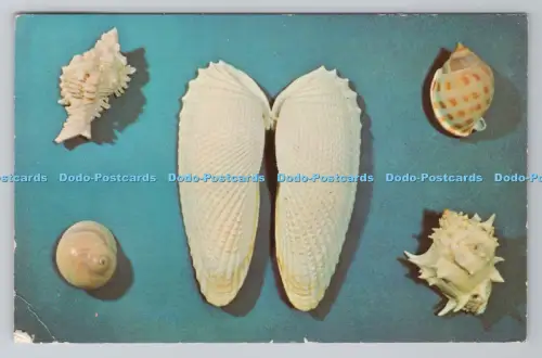 R793122 Florida Sanibel Island Specimen Sanibel Shells From The Collection of Mi