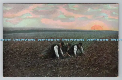 R796483 Soest Boekweit Wieden Adr Boer Dr Trenkler