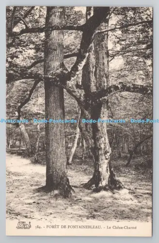 R803962 Foret de Fontainebleau Le Chene Charme