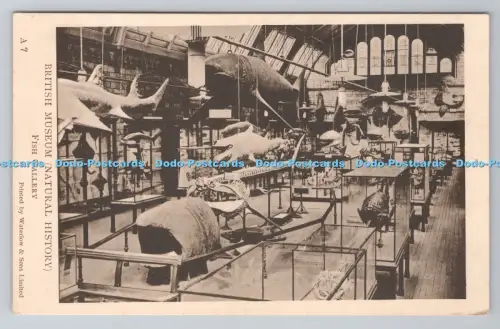 R804114 British Museum Natural History Fish Gallery Waterlow