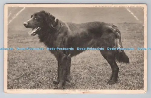 R804308 Postkarte Der Hund 1904