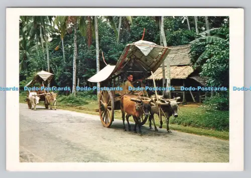 R810375 Malakka. Malaya. Bullock Carts. Kodachrome Transparenz