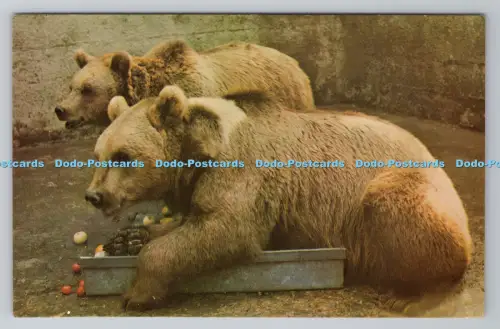 R805015 Colchester Zoo. Bären. Nordamerika. Treuedrucker. Basildon. Essex