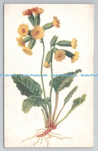 R806682 Kuhschlupf. London County Council Prämienkarte