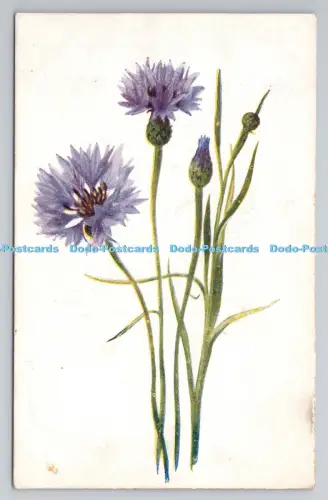 R806683 Kornblume. London County Council Prämienkarte