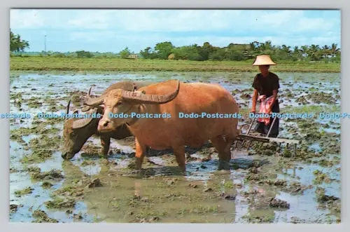 R810498 Thailändische Bauern fangen nach der Ernte oder dem Reis in ihrer Freizeit Fisch