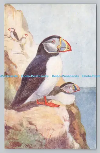 R808578 Papageientaucher. R.S. Serie