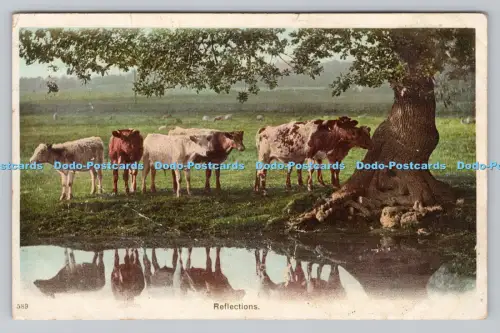 R806874 Reflexionen. Kühe im Wald. PM. Taunton. 1903