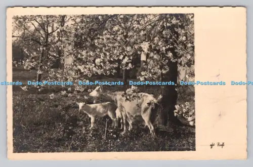 R808625 Ziegen. Amag. Postkarte