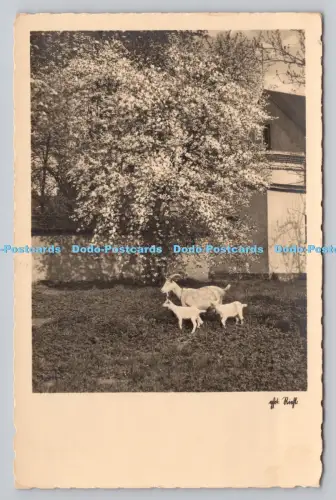 R808626 Die Ziege im Garten. Amag