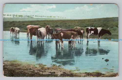 R806905 Kühe. T. E. L. Serie. 862