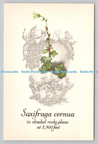 R810858 Saxifraga Cernua. An schattigen felsigen Orten. The national Trustes for Scotl