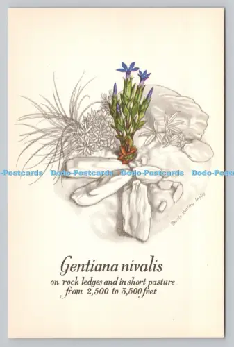 R810859 Gentiana Nivalis. Die nationalen Trustes für Schottland. Wildblumen auf Ben