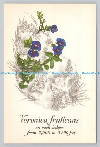 R810860 Veronica Fruticans. Die nationalen Trustes für Schottland. Wildblumen auf B
