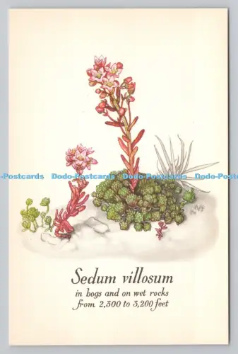 R810861 Sedum Villosum. Die nationalen Trustes für Schottland. Wildblumen auf Ben L