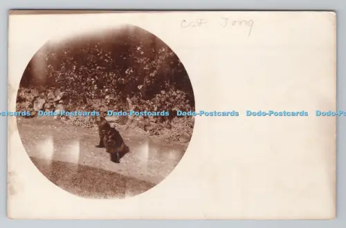 R805498 Katze im Garten